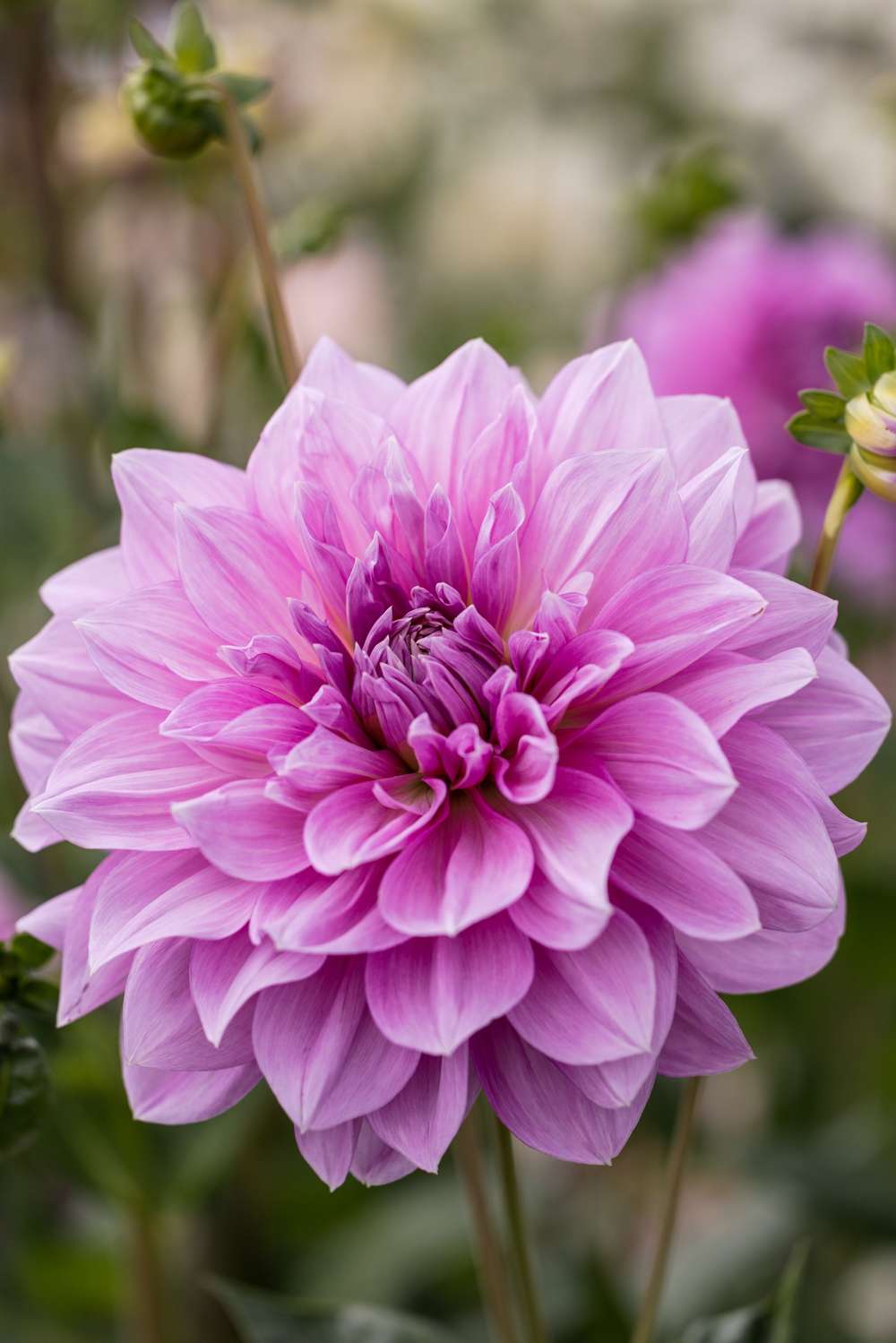 Dahlia 'Lavender Perfection'